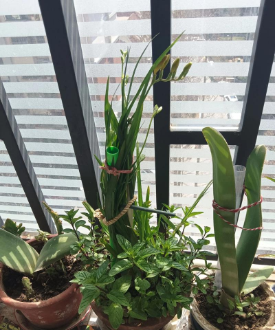 家庭养花用生根粉