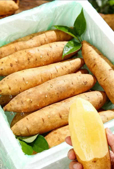 雪莲果是什么结的果