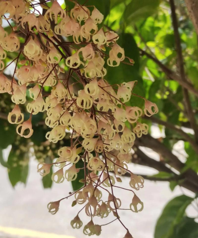 苹婆花又叫什么花