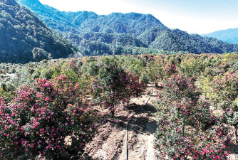 家庭养花用生根粉