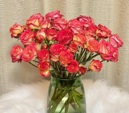 多头爱丽丝养花