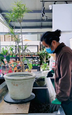 家庭养花用生根粉