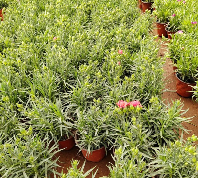 康乃馨什么地方养殖的多