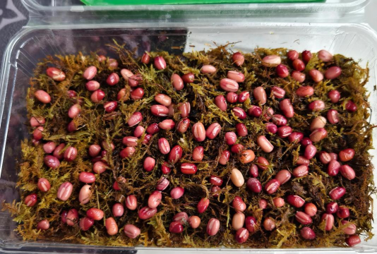 家庭养花用生根粉