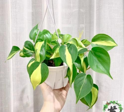 花叶杏叶藤怎么养