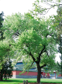 北京绿化带种什么树