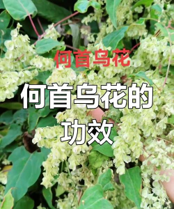 何首乌花什么样子