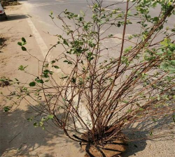 珍珠梅叶子为什么发黄