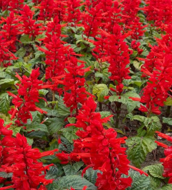 一串红属于什么花序