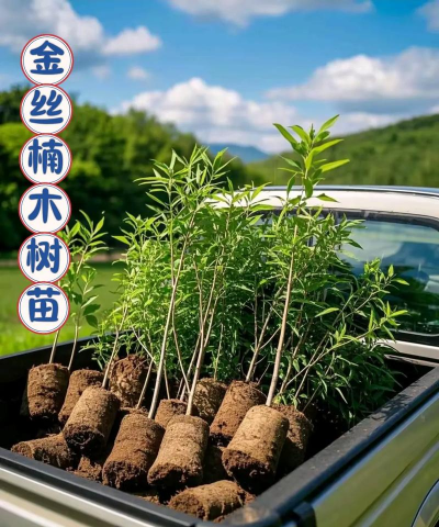 金丝泥土壤能种什么树