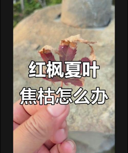 红枫叶子枯萎怎么处理