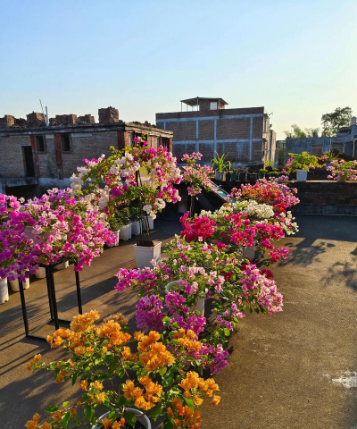 家庭养花用生根粉