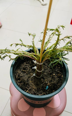 家庭养花用生根粉