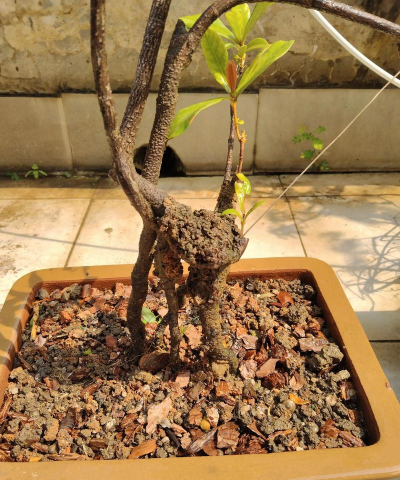 家庭养花用生根粉