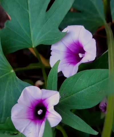 紫薯的什么颜色的花