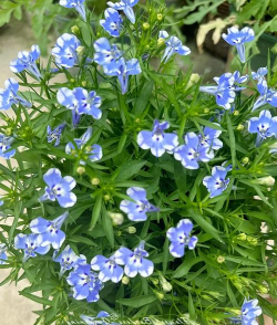 六倍利花有什么颜色