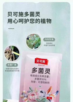 月季月季黑斑用什么药