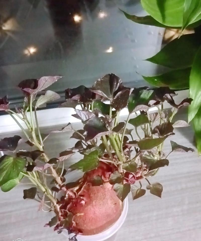 家庭养花用生根粉