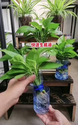 家庭养花用生根粉