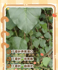 紫丁香怎么养树叶才