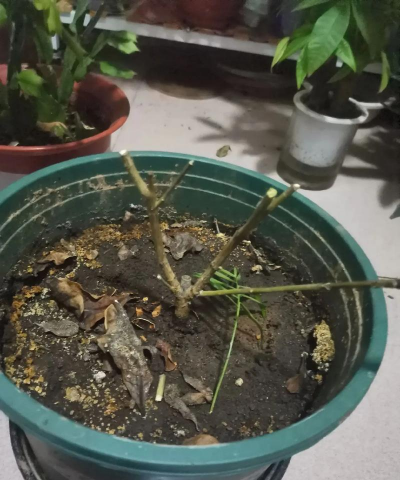 家庭养花用生根粉