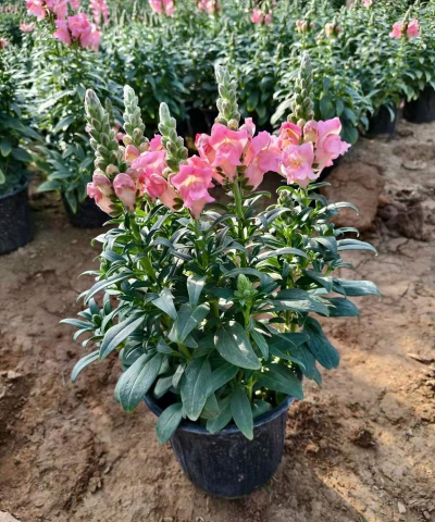 鱼草植物怎么不开花