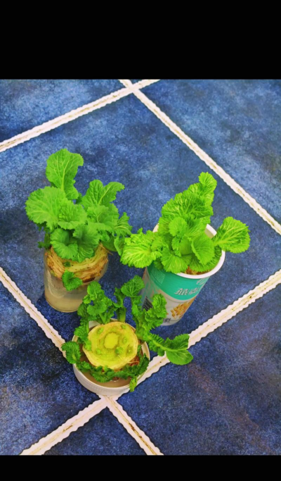 蔬菜根养花