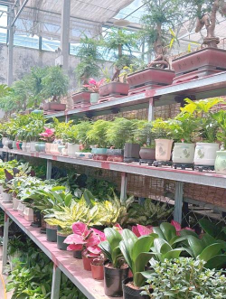 肥城花卉市场都卖什么