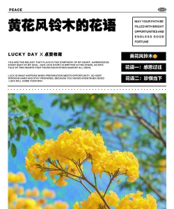 黄花风铃木的花语是什么