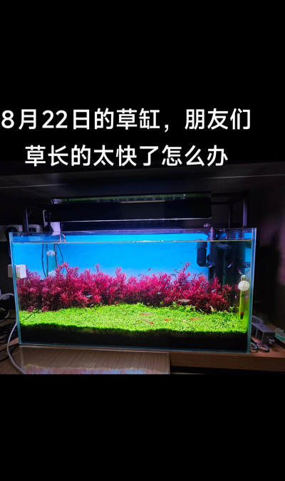 草长长了怎么办