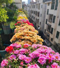 家庭养花用生根粉