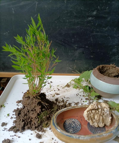 家庭养花用生根粉