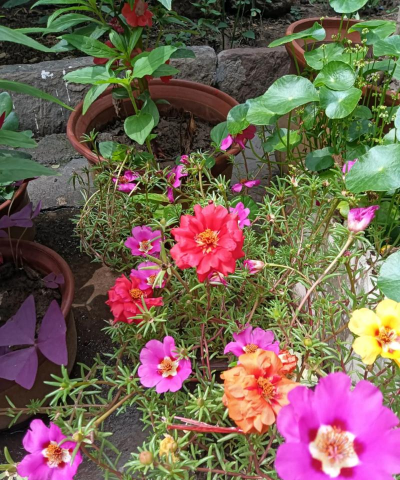 家庭养花用生根粉