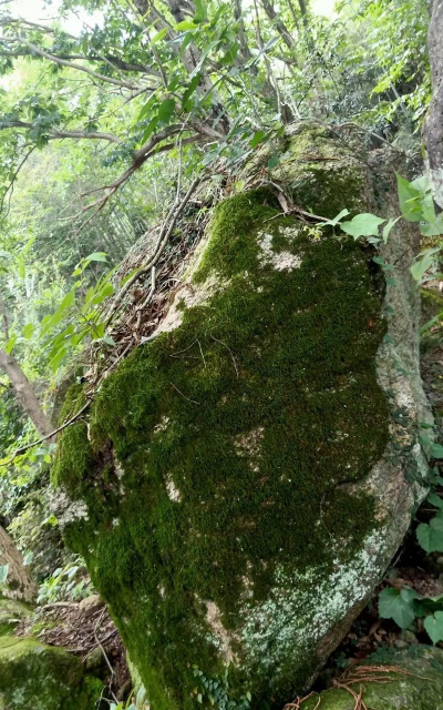 山上石头上是什么苔藓