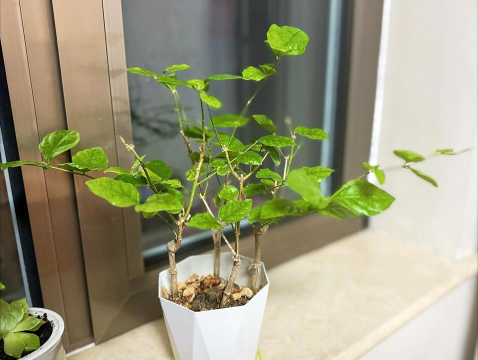 家庭养花用生根粉