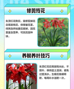 朱顶红花后球怎么处理