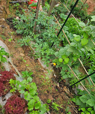 家庭养花用生根粉