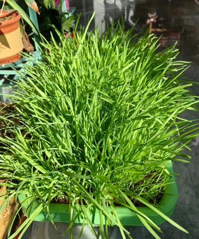 阳台种的韭菜怎么过冬