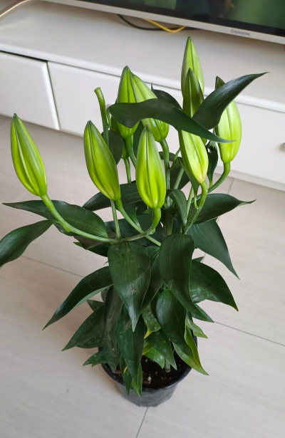 盆栽百合为什么贵