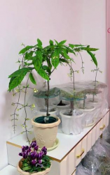 家庭养花用生根粉