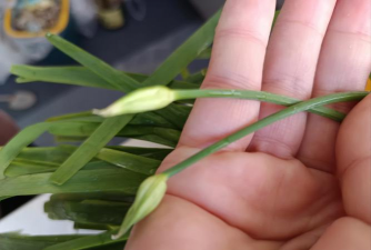 为什么我家的韭菜不开花