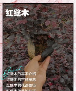 继木为什么变成继木