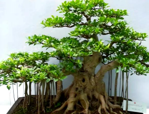 榕树子养花