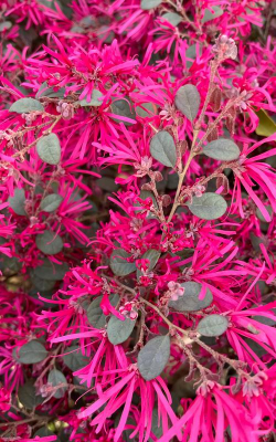 红花继木冬天施什么肥