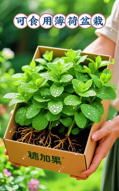 家庭养花用生根粉