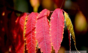 红叶臭椿怎样进行无性繁殖