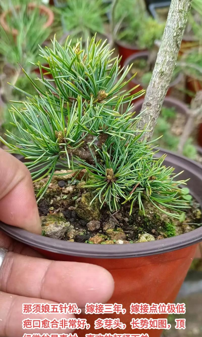 五针松什么时间嫁接