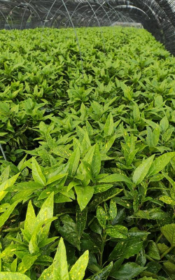 洒金桃叶是什么植物