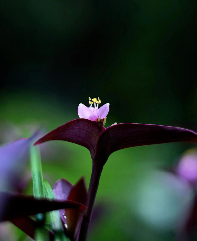 紫鸭趾草是什么科目