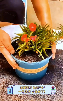 家庭养花用生根粉